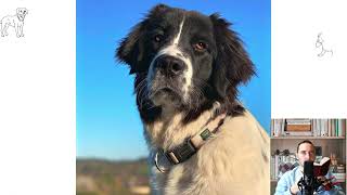 Landseer dog Pros and Cons Price How to choose Facts Care History [upl. by Ihn]