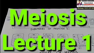 Meiosis Lecture 1 in HindiUrdu [upl. by Marks]