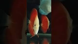 Discus Fish Under room light fishygang discusfish aquarium [upl. by Marcus]