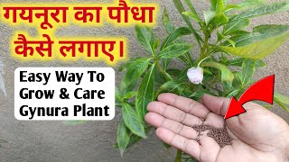 गयनुरा का पौधा कैसे लगाए  Gynura Plant Kaise Lagaye  How To Grow Gynura From Seed  Gynura Plant 🌱 [upl. by Euh]