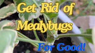 😲Say Goodbye to Mealybugs in Geraniums and Other Plants With This Simple Trick 🍃 [upl. by Rainer]