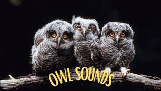 5 most popular owl sounds in North America Different types of owls and their sounds [upl. by Licko]