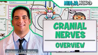 Neurology  Cranial Nerves Overview [upl. by Elaen]