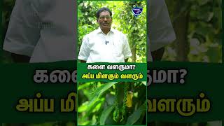 உப்பு நீரிலும் மிளகு வளரும்  Balusamy  Pepper cultivation pepper blackpepper farming organic [upl. by Ty]