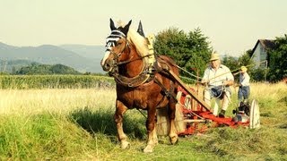 Historische HeuErnte 2012 in AchernFautenbach [upl. by Ruamaj]