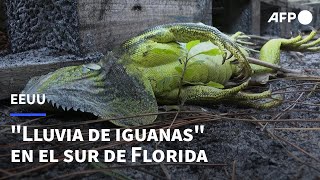 quotLluvia de iguanasquot en el sur de Florida  AFP [upl. by Rednasxela]