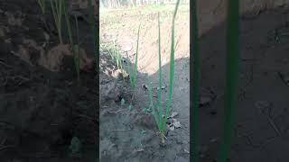 Best herbicide for weeds control in garlic field  farming  farming garlic [upl. by Borchers584]