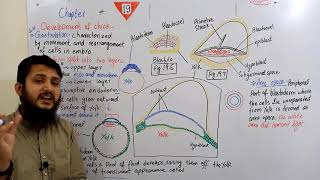 Gastrulation Development of chick  Fsc MDCAT urduhindi lecture  Ch19  Lecture10 [upl. by Nobile517]