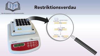 RESTRIKTIONSVERDAU [upl. by Gallenz]