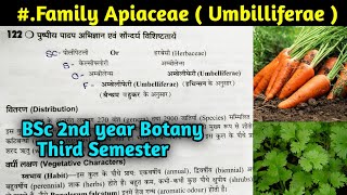 Family Apiaceae in hindi  Family Umbilliferae BSc 2nd year Botany Third Semester [upl. by Fiertz]