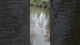 Creek Fishing Fish 4 teeny bass of 6 [upl. by Notnilc653]