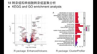 转录组和单细胞转录组富集分析 [upl. by Aleekat447]