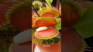 Venus Flytrap Plants 🤯 shorts youtubeshorts [upl. by Analart76]