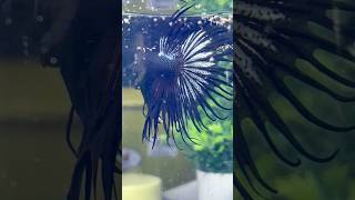 Beautiful breeding story ♥️ bettafish breeding shorts [upl. by Peck]