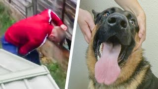 Dog Rescued From Abusive Owner By The RSPCA [upl. by Aihseit]