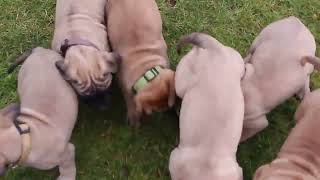 English Mastiff Puppies For Sale [upl. by Yelnet]