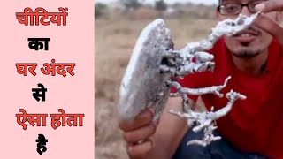 चीटियों का घर अंदर से कैसा दिखाई देता है 😱ll ant hill aluminium casting by CrazyXYZll shorts [upl. by Ayalat45]