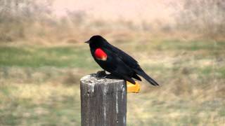 Redwinged Blackbird mating call 05052009 [upl. by Strade]