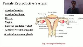 Female Reproductive system [upl. by Ahseniuq]