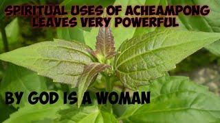 SPIRITUAL USES OF ACHEAMPONG LEAVES BREAK BAD LUCK AND BAD DREAMS 2 GIAW TV [upl. by Meeka754]