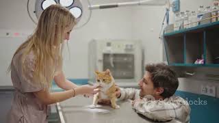 5 Easy Tips to Keep Your Cat Healthy [upl. by Grosvenor]