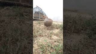 Dakhni teetar awaz pkteetarvoice egg viralvideo birds [upl. by Sara171]