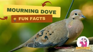 Why Mourning Doves Are More Interesting Than You Think [upl. by Eanyl975]