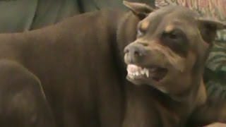 Dog Gone Dogs Chloe the old Doberman smiles Unbelievable [upl. by Nollad892]