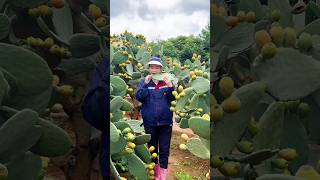 The Most Amazing Fruits  fruits cutting video [upl. by Mines455]