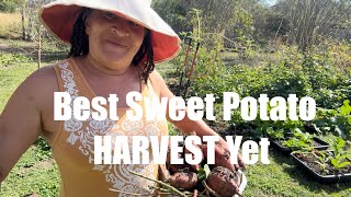 AWESOME SWEET POTATO HARVEST No1  💯 In Ground 😆 urbangardening [upl. by Herwick]