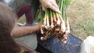 How to harvest amp plant out Galangal [upl. by Bor704]