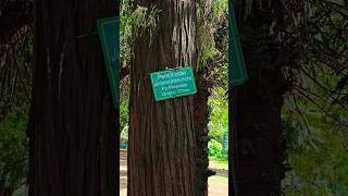 Lalbagh Botanical Garden Part 14  Pencil Cidar Tree  Bangalore [upl. by Sedecram]