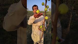 अफगान गोल्डन अंजीर fig अंजीर organicfarming [upl. by Creedon28]