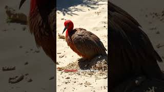 Tje Megapode WildlifeWonder NatureNerds [upl. by Geilich803]