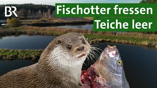 Alarm im Fischteich Fischotter plündern Teiche  Gefahr für Karpfen und Forellen  Unser Land  BR [upl. by Ardnas]