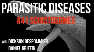 Parasitic Diseases Lectures 41 Schistosomes [upl. by Toole509]