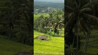 A day in Jatiluwih Rice Terraces Bali Indonesia 🇮🇩 ♥️👌 [upl. by Peterson]