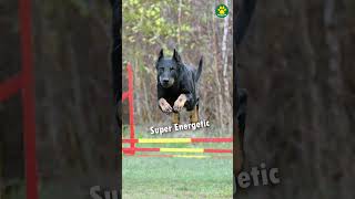 Beauceron  The Least Known Dog Breed 32100 Pawsomedogs [upl. by Adoc]