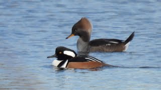 Nikon Coolpix p950 Birding in great Montreal Colours of FallCouleurs de l’automne [upl. by Ailehs]