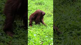 紅毛猩猩Bornean OrangutanTaipei Zoo [upl. by Eniak]