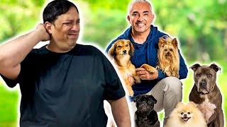 Dog Trainer REACTS To Cesar Millan [upl. by Naenaj]