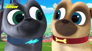 Puppy Vriendjes  Liedje De Hoektanden Fee 🎶  Disney Junior BE [upl. by Leugimsiul]