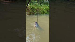 Unbelievable Stump Hook Challenge Fishing Videofishfishvideoshorts [upl. by Danyelle478]