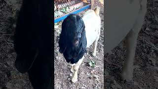 good enjoy short morning goats village life 26 [upl. by Lerraj743]