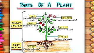 Easy Parts of A Plant Drawing  Diagram of Parts of Plants  Labelled Diagram of Parts of Plants [upl. by Elatan]