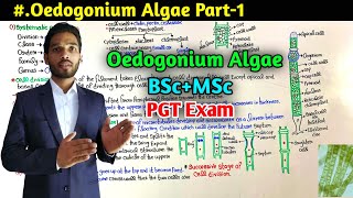 Structure and Reproduction in Oedogonium Algae  BSc first Year  MSc  PGT Exam [upl. by Notfa]