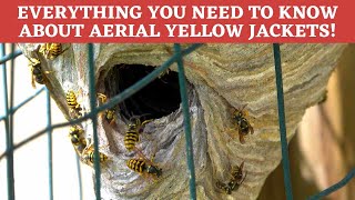 Aerial Yellow Jacket INVASION Learn all about these nesting above ground Yellow Jackets [upl. by Aeneas]