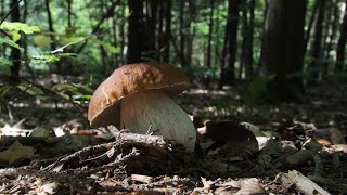 Steinpilze sammeln 2024  Das beste Jahr seit Langem 🍄 [upl. by Ahsiam586]