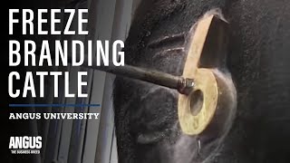 Freeze branding cattle  How To Freeze Brand Cattle [upl. by Graves]