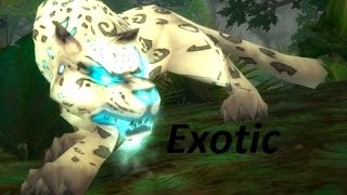 WoW Exotic Hunter Pets NO Spirit Beasts NO Rares [upl. by Adnyleb430]